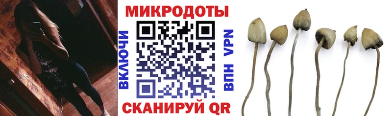 Галлюциногенные грибы Psilocybe  Бакал 